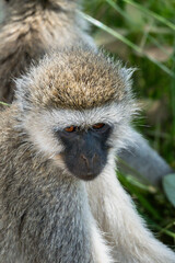 Vervet monkey with baby in Africa