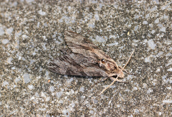エビガラスズメ蛾の成虫が砂利入りコンクリート道路の模様と同化する様子（自然光マクロ接写）