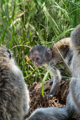 Vervet monkey with baby in Africa