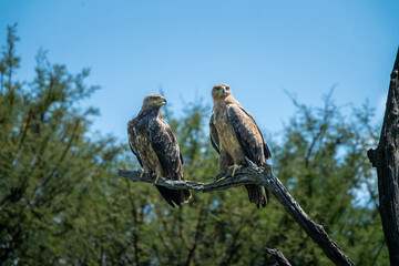 Two eagles sitting in a tree