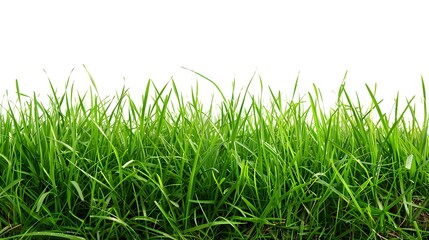 Lush green grass against a white background, ideal for nature-themed designs.