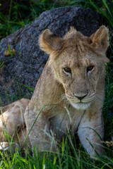 lion cub in the grass