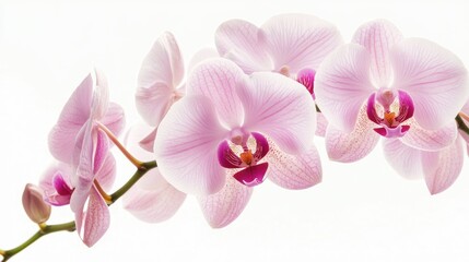 Obraz premium Delicate pink orchids in full bloom against a soft white background showcasing their intricate petals and natural beauty.