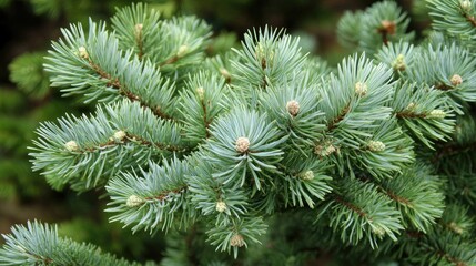 Fototapeta premium Lush close-up of fluffy pine needle branch showcasing vibrant greenery of an evergreen tree in natural forest setting