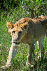 Large pride of lions hunt through the fields of Africa
