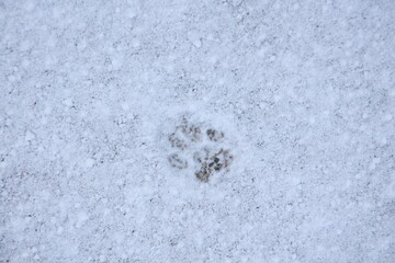 cat footprint on a snowy path