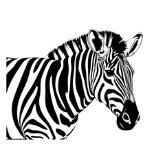 zebra engraving black and white outline. Scratch board imitation.
