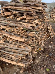 Preparation Of Firewood For Winter In Forest 