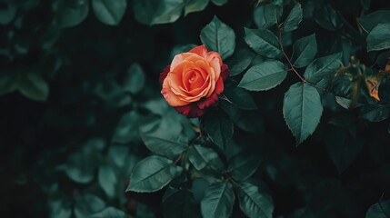 Vibrant red orange and yellow rose in lush foliage at a botanical garden showcasing natural beauty and colorful floral elegance