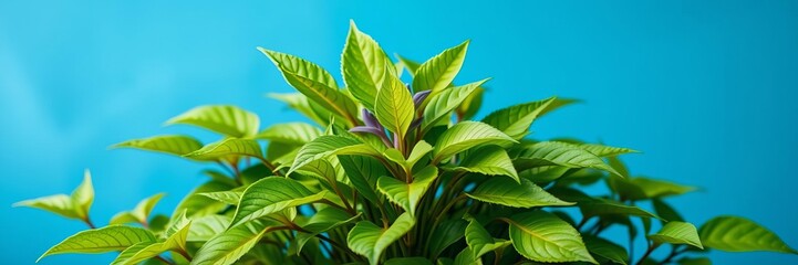 Obraz premium Lush green plant with vibrant leaves on calming blue background, thriving garden, healthy foliage, calming, leaves, garden