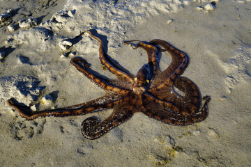 Octopus on the Beach with the Tide Out at Port Keraudren, Western Australia