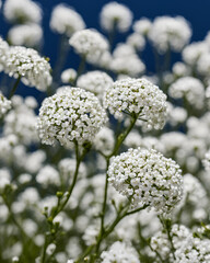 luxurious flowers, party backdrop flowers, seasonal decor, lightweight stems, durable floral designs, artificial wedding centerpiece, floral garland, aesthetic flowers, faux flower stems, realistic we