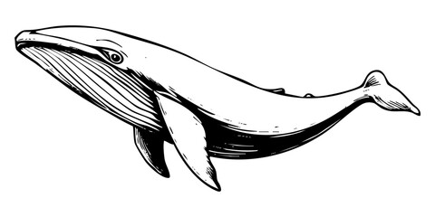 whale swimming in ocean sketch engraving black and white outline. Scratch board imitation.  illustrated in vintage line art style on a white background.  © ascrea