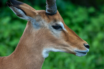Antelope in African field
