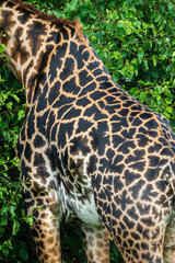 Maasai giraffe roaming the fields of Africa 