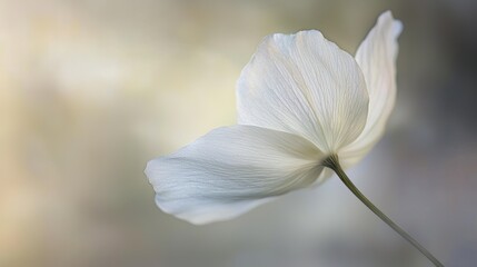 Serene Backlit Anemone: A Delicate Dance of Light and Petals