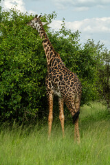 Maasai giraffe roaming the fields of Africa 