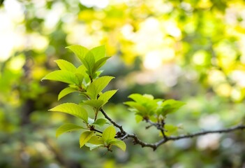Vibrant Green Spring Leaves: A Serene Nature Photography
