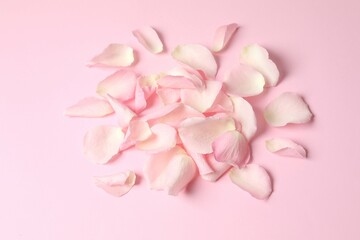 Obraz premium Pink rose petals on a color background