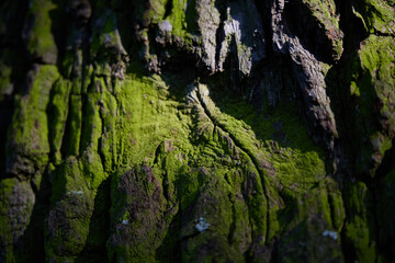 A detailed closeup of textures found on mossy tree bark, beautifully illuminated in natural light
