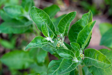 Ashwagandha green plant or withania somnifera plant grow in garden. ayurvedic medicine plant