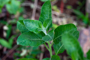 Ashwagandha green plant or withania somnifera plant grow in garden. ayurvedic medicine plant