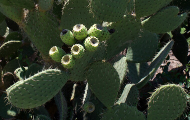 Cactus fruit