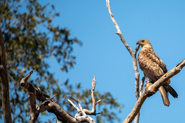 Whistling Kite (Haliastur sphenurus) in Queensland Australia.