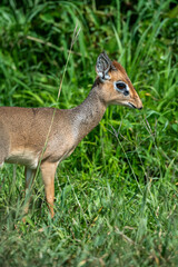 DikDik in African Field