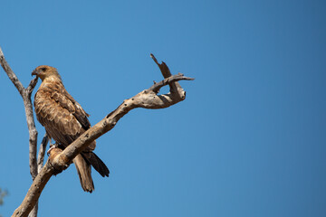 Whistling Kite (Haliastur sphenurus) in Queensland Australia.