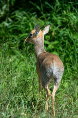 DikDik in African Field