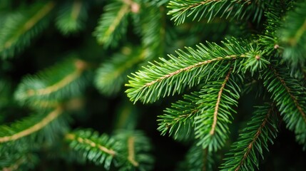 Lush Green Evergreen Pine Fronds Showcasing Natural Beauty and Vibrant Foliage in a Serene Outdoor Setting
