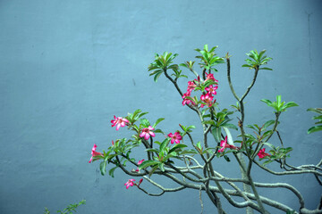 flowering frangipani plants