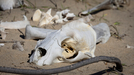 An elephant seal skull on the sand
