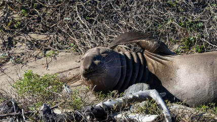 A juvinile Elephant seal on the beach