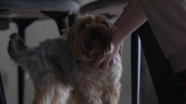 Cropped hand of a child who is petting his dog, which is sitting under the table