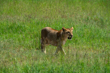 Large pride of lions hunt through the fields of Africa