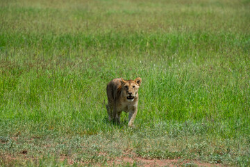 Large pride of lions hunt through the fields of Africa