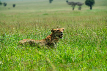 Large pride of lions hunt through the fields of Africa