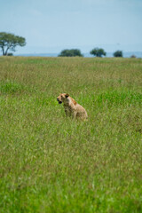 Large pride of lions hunt through the fields of Africa
