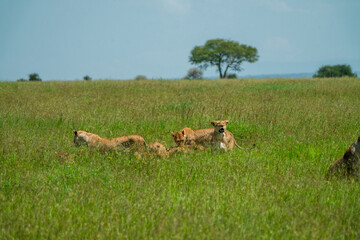 Pride of 35 lions roam the fields of the Serengeti to find food