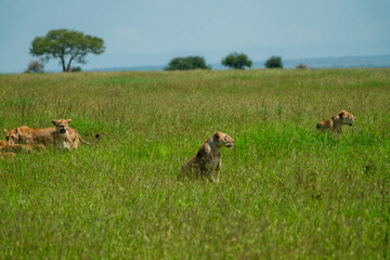 Pride of 35 lions roam the fields of the Serengeti to find food
