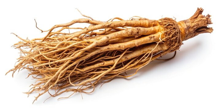 Aromatic Calamus root, also known as Vasambu, displayed against a pure white backdrop.
