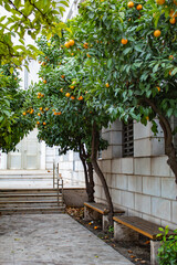 a quiet avenue of orange trees, in Greece, the city of Athens