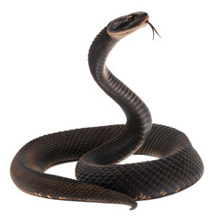 Fototapeta premium Arizona-Black-Rattlesnake AI Generated Image