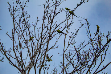 parrots on tree branches against a blue sky, in the city of Athens, Greece