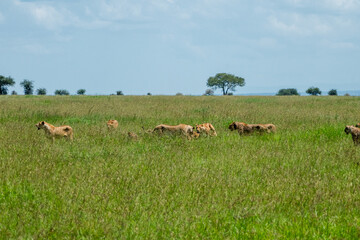 Pride of 35 lions roam the fields of the Serengeti to find food