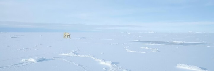 *Frozen Arctic landscape with a polar bear in the distance, frozen arctic, wildlife