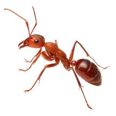 Ant AI Generated Image