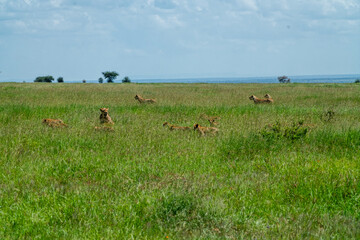 Pride of 35 lions roam the fields of the Serengeti to find food